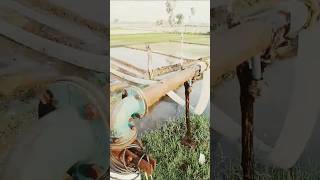 :#ट्यूबवेल #धान_की_बेड #खेती #FarmVlog #VillageLife #Agriculture #PaddyField #TubeWell #Kisan🌾