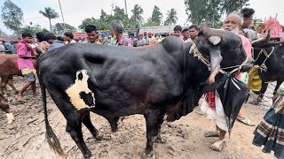 চান্দাইকোনা গরুর হাট থেকে কম দামে হলেস্টিয়ান ফ্রিজিয়ান ষাঁড় গরু ক্রয় করুন। কৃষকের কিছু চিত্র।