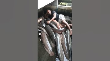 Thumbnail of Bobo Bareng Ikan Lele Raksaksa
