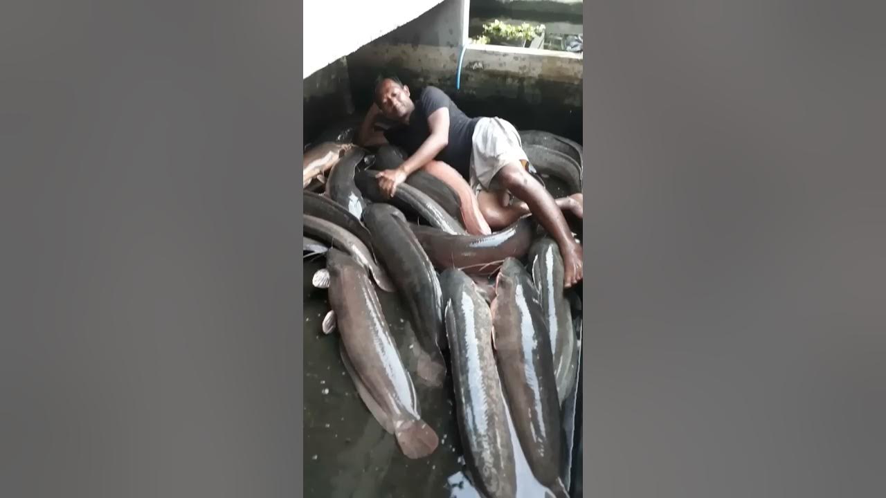 Bobo Bareng Ikan Lele Raksaksa