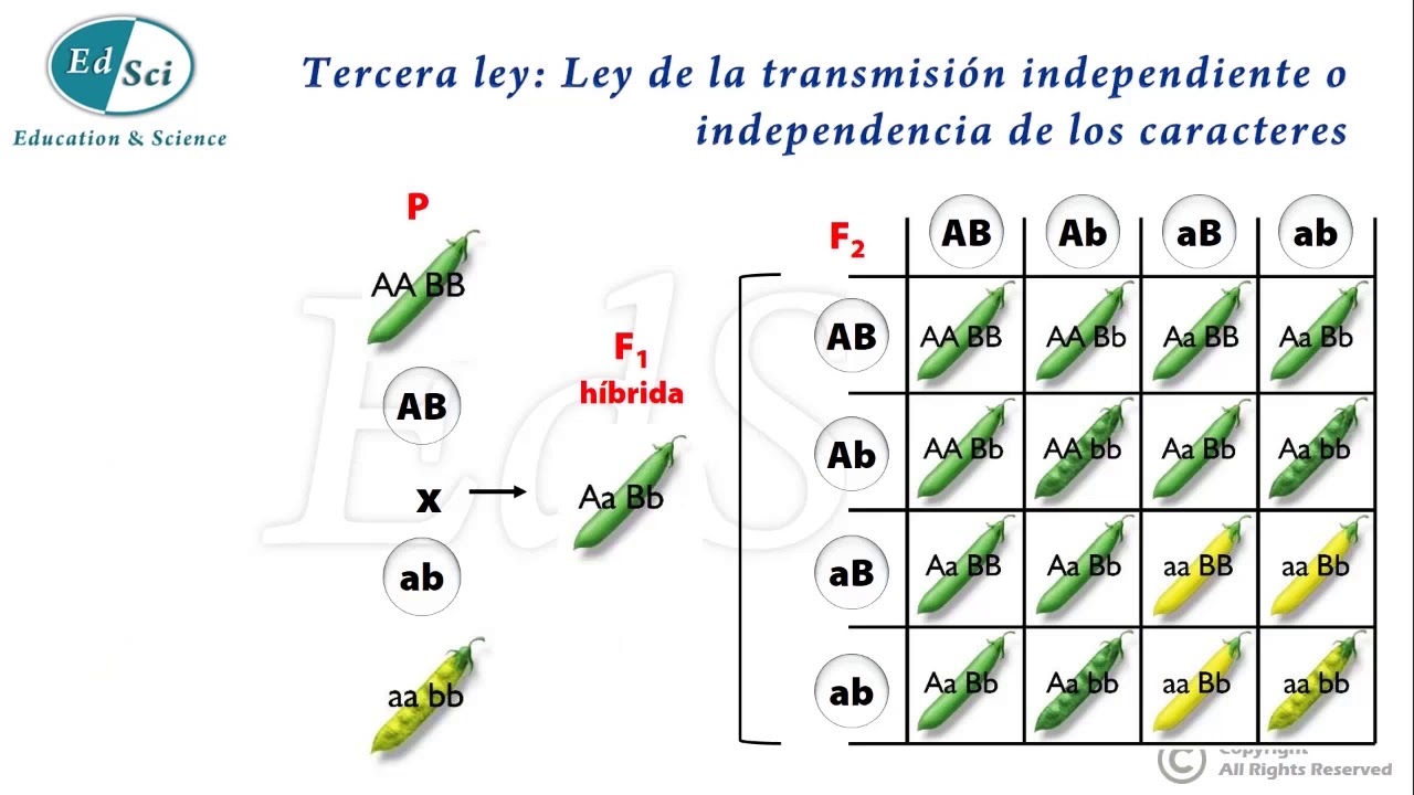 Genética Mendeliana Leyes De Mendel 😃💡💯 Youtube