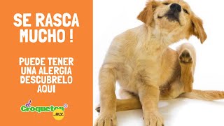 Alergias | Mi perro se rasca mucho, que hago ?