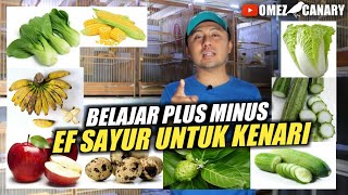 Manfaat dan kekurangan 9 jenis EF untuk kenari | salah kasih bisa bikin kenari rusak