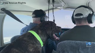 Local nonprofit flies animals from overcrowded shelters