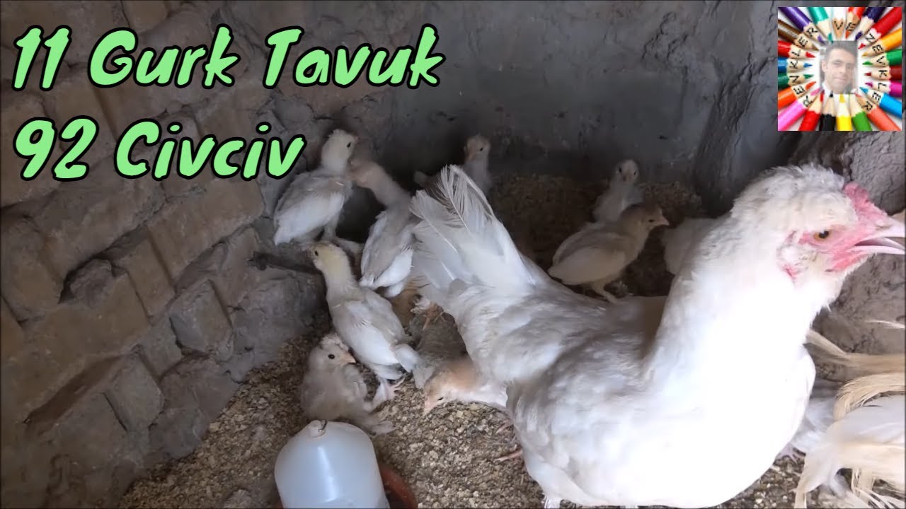 Büyük Kuluçka Şenliği (7. Bölüm Son)