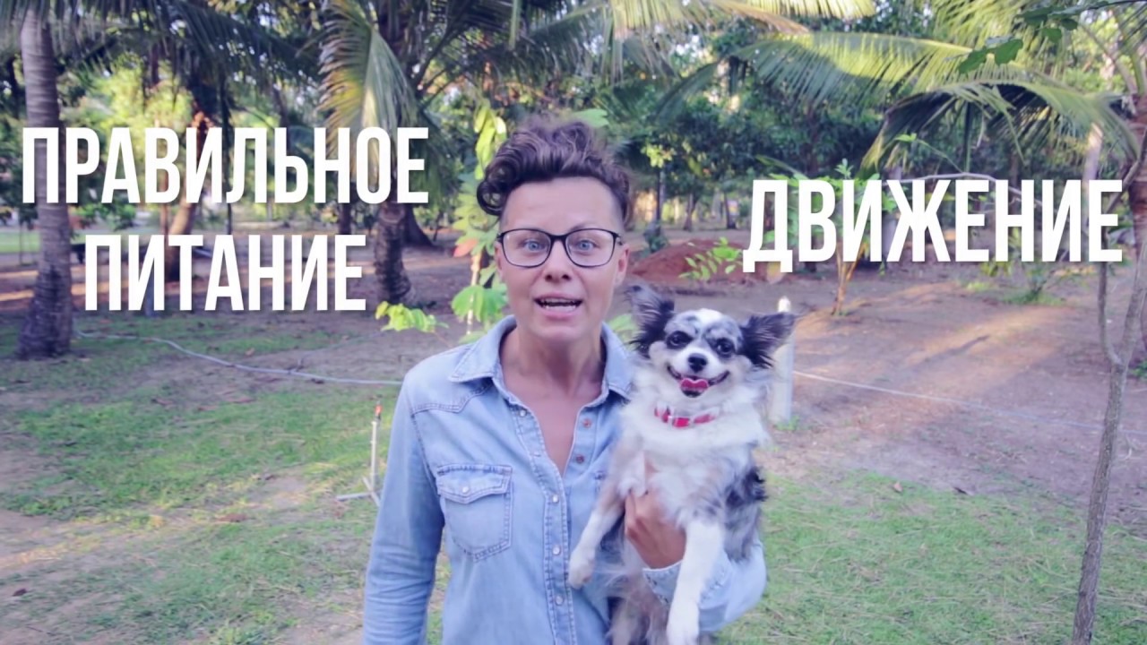 чем кормить тучную собаку