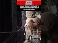 Donald trump sacrifice in Bangladesh #bakraeid #donaldtrump #buffalo #ead