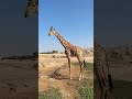 اكبر سفاري بالعالم  