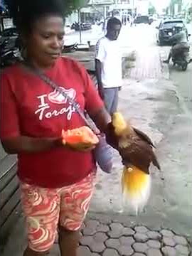 Wow !!! burung cendrawasih jinak total #cendrawasih #papua #burungcendrawasih