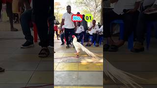 Parrot Beak Fantail Aseel | Top 5 Roosters | Dindigul Show 2026 | Nayak Aseel Breeds