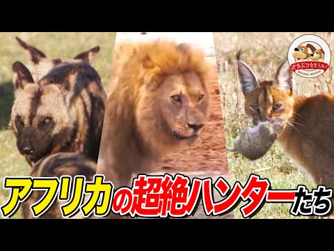 【肉食獣のスゴい狩り５選】象を狩るライオン、電光石火のカラカル、成功率最高級のリカオンなど、アフリカの草原で撮影したグレートハンティング！【どうぶつ奇想天外／WAKUWAKU】