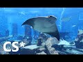 The Lost Chambers Aquarium, Atlantis Dubai