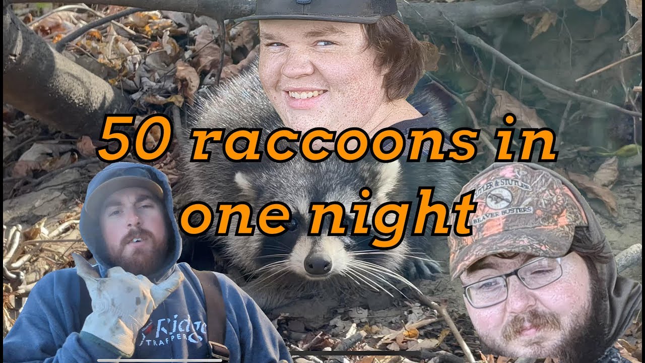 WE CAUGHT 50 RACCOONS IN ONE NIGHT! - YouTube