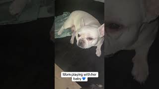 Frenchie mommy playing with her baby pup #viral #frenchie #frenchies #frenchiesofyoutube #fyp#love