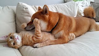 картинка: 😺  Отстань, ты не в моем вкусе! 🐶 Смешное видео с собаками, кошками и котятами! 🐱