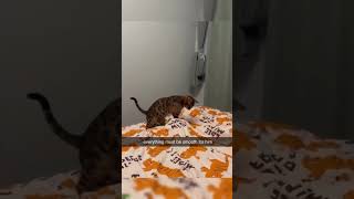 Crying Cat gets stuck - Viral Cat 🤣 Watch Again!