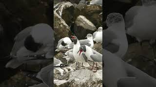 Sounds of Laughing Gulls on Sea Shore #shorts Sounds of Laughing Gulls on Sea Shore #shorts