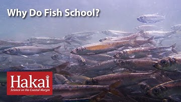 Why Do Fish School?