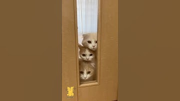 Funny Cat & Cute Kittens633😻 #shorts #kucing #kucinglucu #funny #pet #cat #foryou #viral #viralvideo