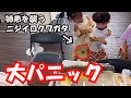 珍しいクワガタ、カブトムシのイベントに行った姉弟が襲われました。