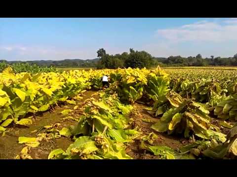 herbal tobacco uk Real Leaf Natural Herbs