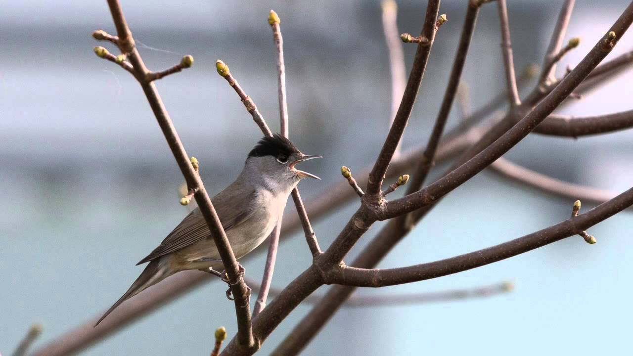 Mönchsgrasmücke-Gesang - YouTube