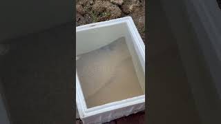 How to Clean Play Sand for Aquarium // Cheap Alternative to Aquarium Sand