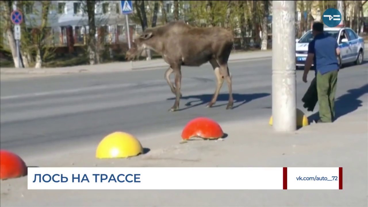 Лось рядом с машиной
