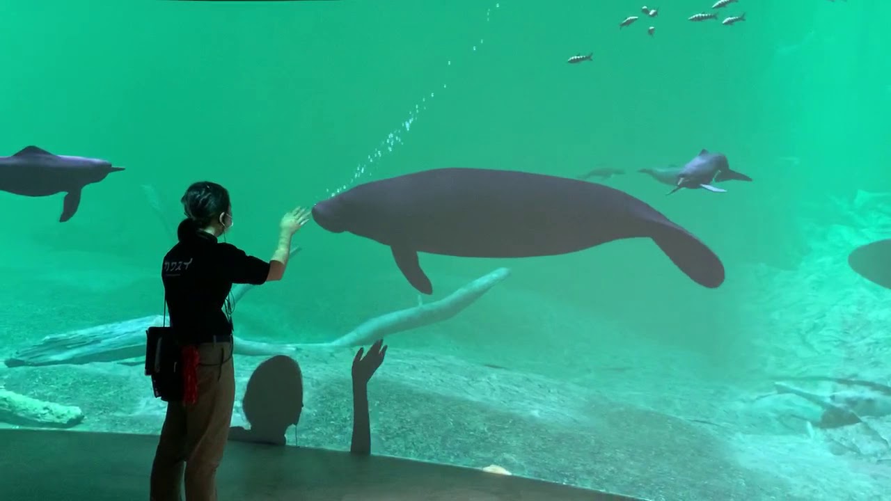 川崎水族館にイルカはいるの ピンクのイルカがいるって本当 子連れ旅行を楽しむ鉄板ブログ もう国内旅行は迷わせない