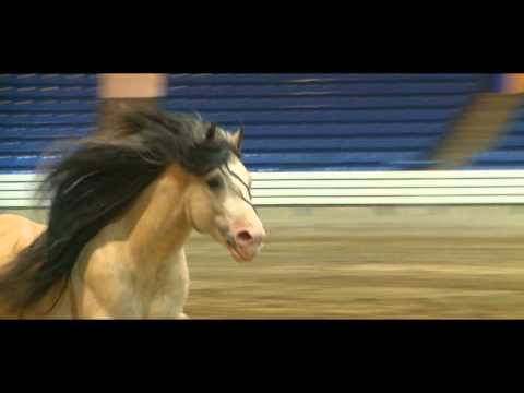 2012 Feathered Horse Classic - At Liberty - Taskin