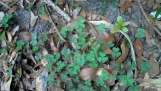 Eat The Weeds: Episode 112: Lake Lily Part One
http://www.eattheweeds.com/
WIld food is where the water is. The farther you get away from water, the less food you will find. Also a large amount of edible weeds are found in urban areas, not in the wilds. To demonstrate that, Green Deane walks around a small lake and points out a couple of dozen edible species. Eat The Weeds: Episode 112: Lake Lily Part One