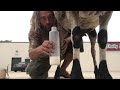 DIY milk a sheep