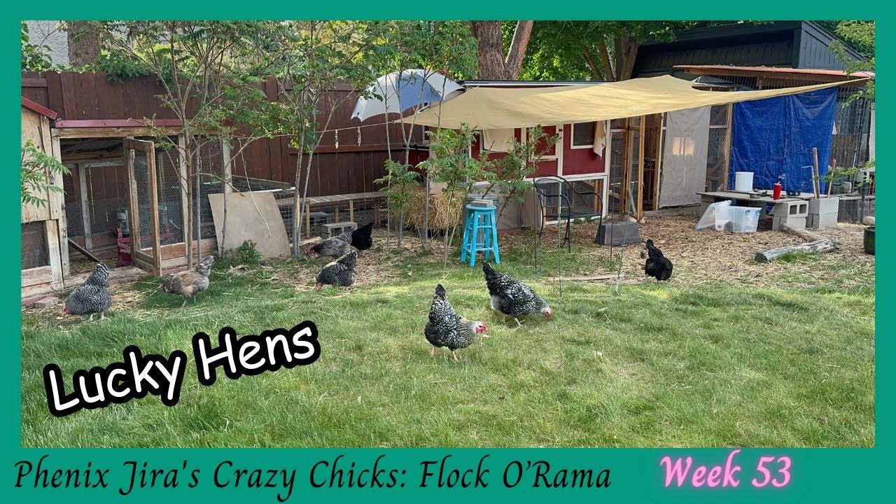 Egg Laying, Hen Washing, Heat Prepping - Never Ending Chicken Times