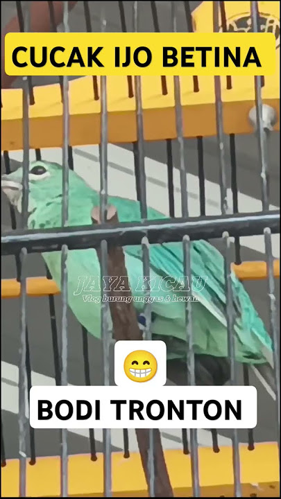 Harga burung cucak ijo betina #shots #kicaumania #cucakijogacor