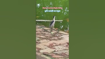 Thumbnail of Black-Crowned Night Heron #bagula #shorts #Heron #ytshorts