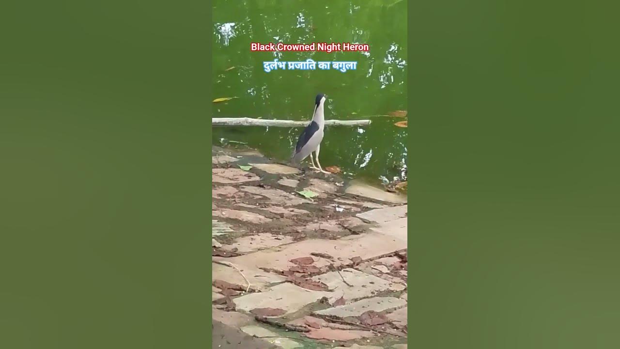 Black-Crowned Night Heron #bagula #shorts #Heron #ytshorts