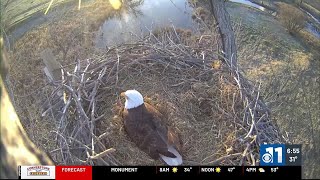 Watch Baby Eagle Watch