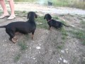 Chiots teckels nains 2 mois et demi.