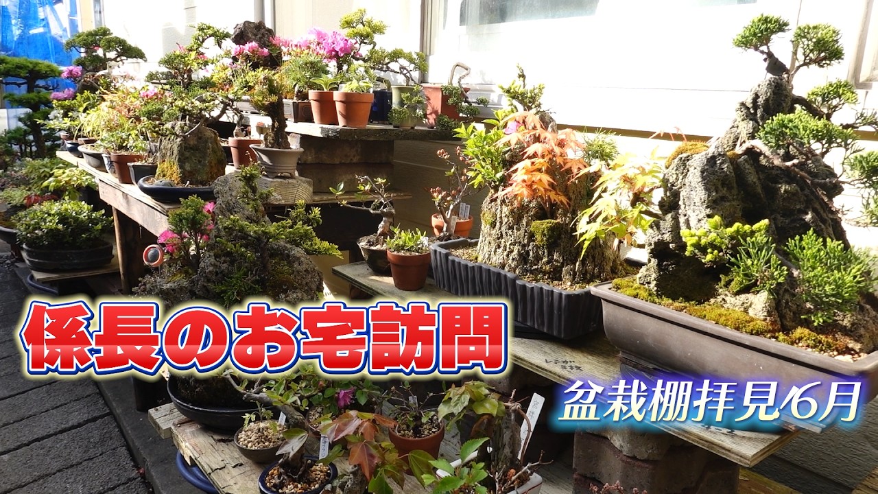 Visiting the Chief's Home: A Look at His Bonsai Shelf - YouTube