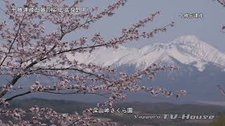 十勝連峰山麓の桜(上富良野町) Cherry blossoms in Kamifurano Town