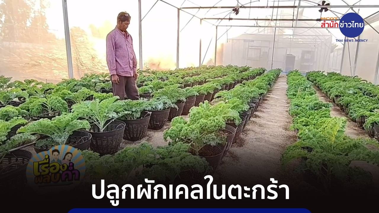 ปลูกผักเคลในตะกร้า ได้ผลผลิตมีคุณภาพ