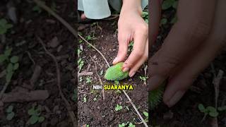 Download Lagu Belah durian muntung MP3