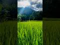 My farm #nature #natural