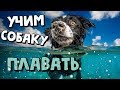 С СОБАКАМИ НА РЕЧКЕ | КАК Я НАУЧИЛА СВОЮ СОБАКУ ПЛАВАТЬ?