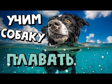 Видео: Как научить собаку плавать