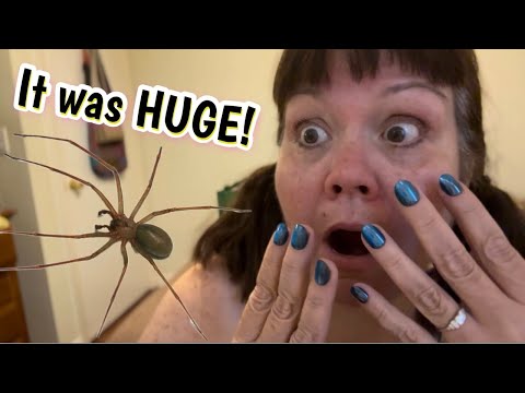 ASMR 🕷️ It Was a BIG Spider! | Whispering Ramble, Storytime & Life Update