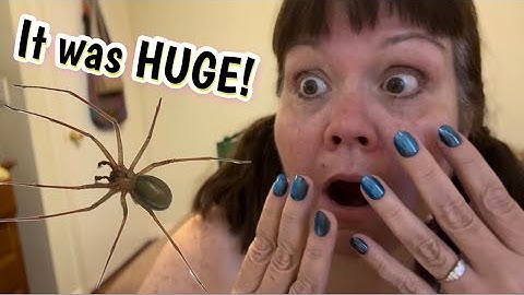ASMR 🕷️ It Was a BIG Spider! | Whispering Ramble, Storytime & Life Update