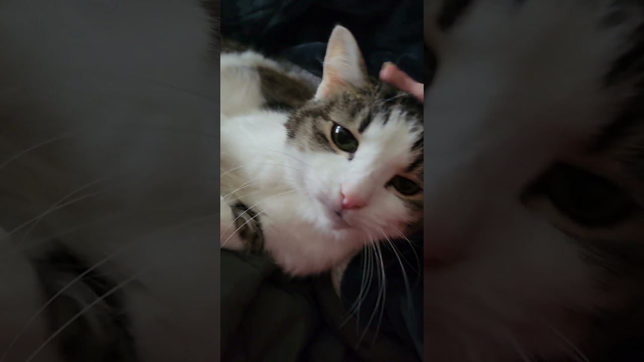 Josie is a hemingway cat 😺