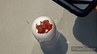 Information Chick embryo dissection: For primary  cell culture Update