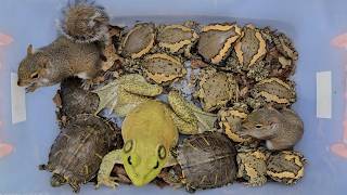 Catching frog,toads,bullfrog,squiirel,turtle
